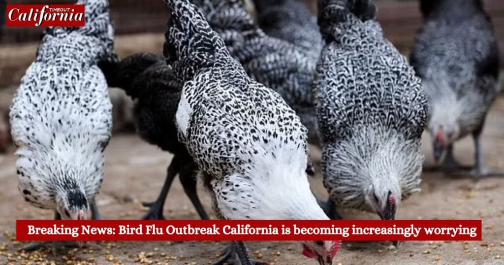 Breaking News Bird Flu Outbreak California