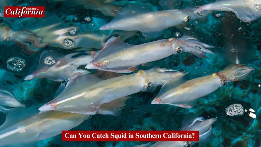 Can you catch squid in Southern California? Explore top fishing spots and tips to catch squid in the region.