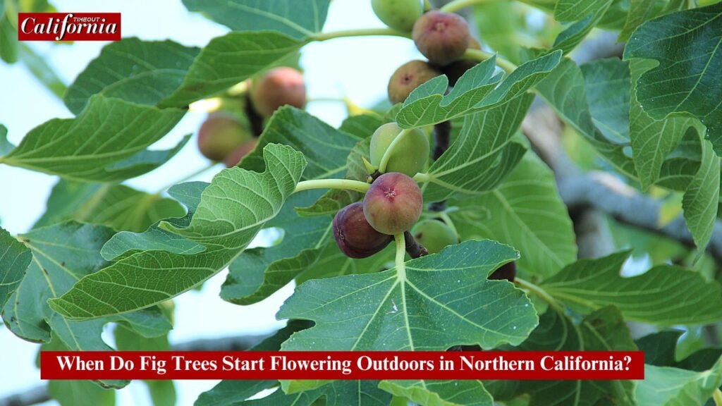 When Do Fig Trees Start Flowering Outdoors in Northern California