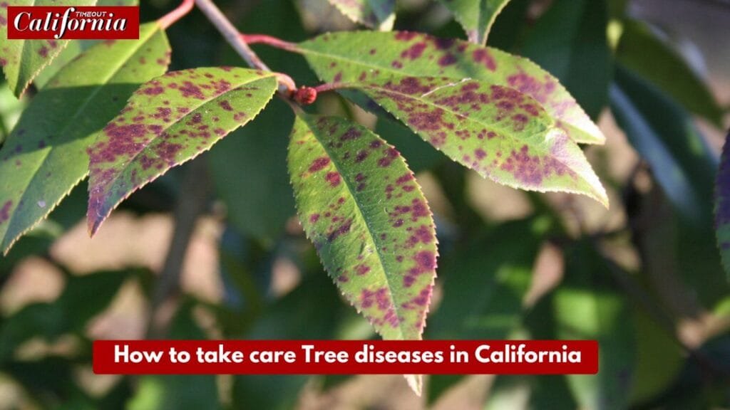 How to take care Tree diseases in California